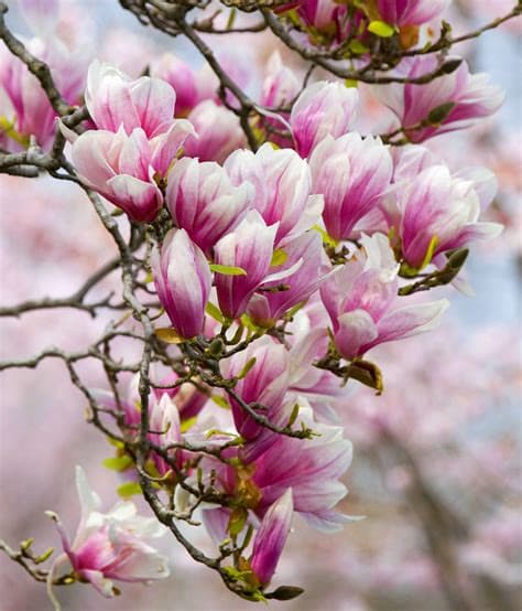 Magnolia